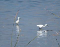 Egretta garzetta