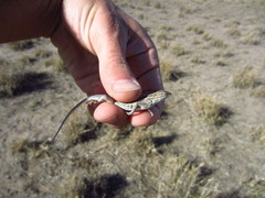 Holbrookia propinqua