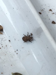 Floresianus sordidus