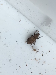 Floresianus sordidus