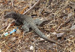 Pholidoscelis plei