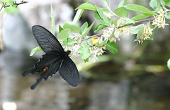 Papilio macilentus