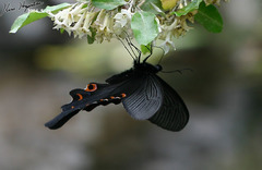 Papilio macilentus
