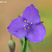 Virginia Spiderwort - Photo (c) Kim, Hyun-tae, some rights reserved (CC BY), uploaded by Kim, Hyun-tae