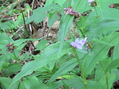 Tradescantia subaspera