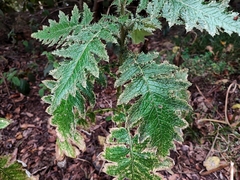 Carduus clavulatus image