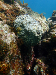 Spirastrella insignis