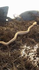 Crotalus ruber