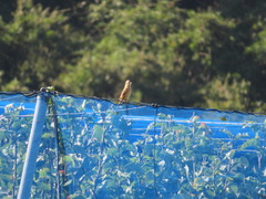 Emberiza cioides