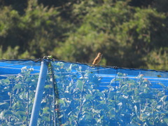 Emberiza cioides