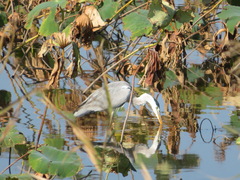 Ardea cinerea