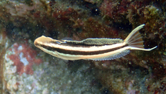 Petroscirtes breviceps