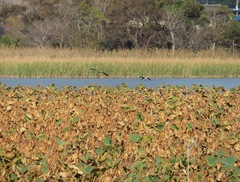 Ardea cinerea