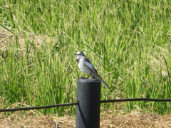 Motacilla alba lugens