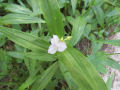 Tradescantia subaspera