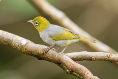 Zosterops lateralis
