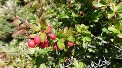 Berberis morrisonensis