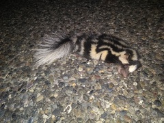 Spilogale angustifrons