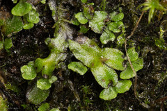 Targionia hypophylla