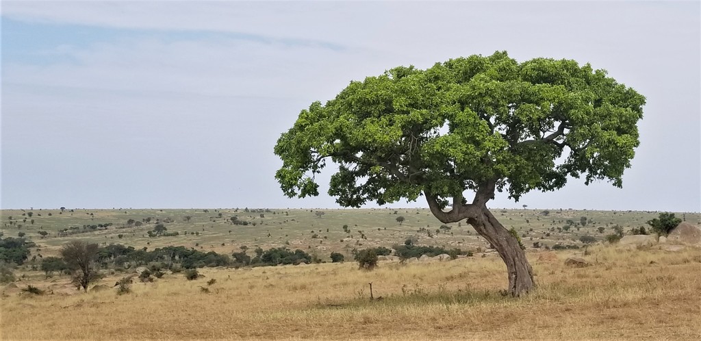 wild-mango