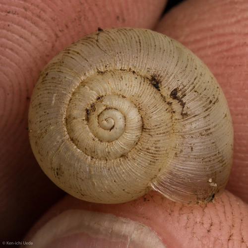 Ancotrema sportella sinkyonum