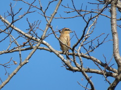 Lanius bucephalus