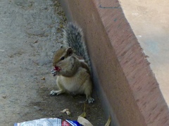 Funambulus pennantii
