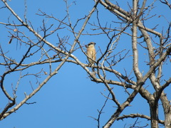 Lanius bucephalus