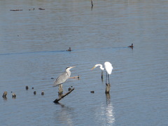 Ardea alba