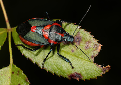 Florida Predatory Stink Bug photo 6