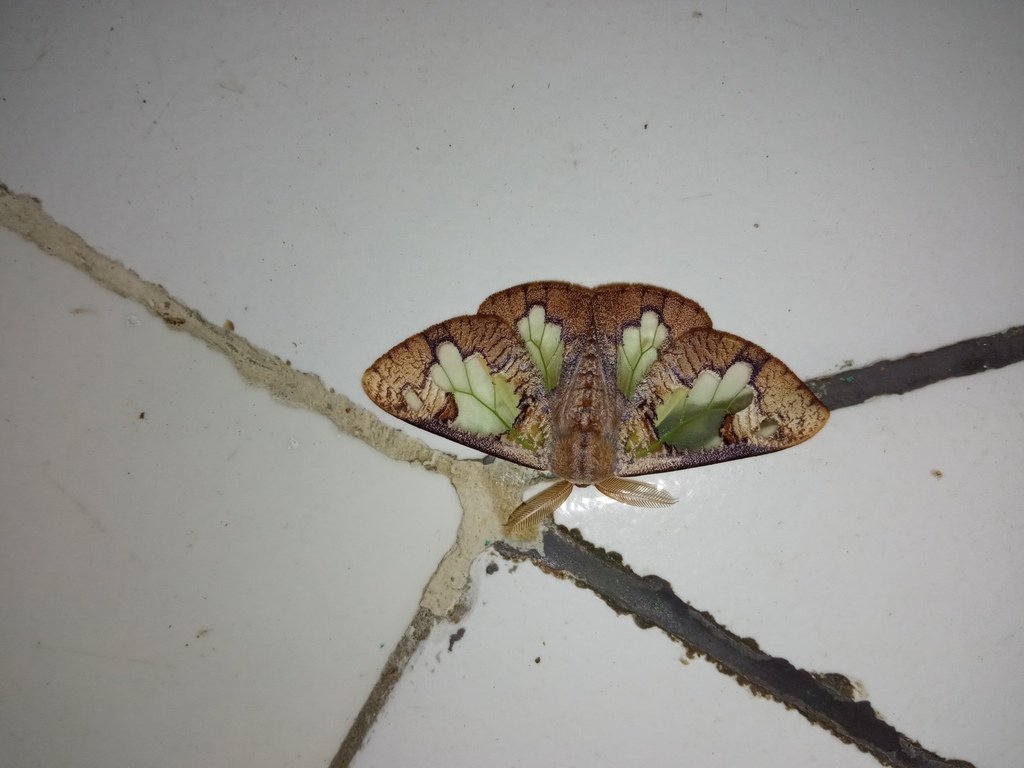 Carriola saturnoides (Carriola saturnoides)
