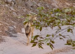 Canis aureus indicus