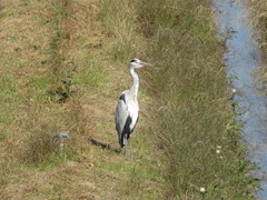 Ardea cinerea