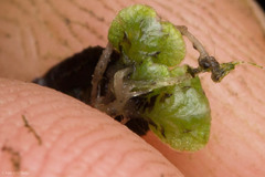 Targionia hypophylla