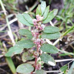 Euphorbia humistrata
