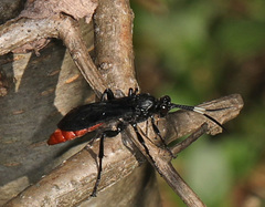 Protichneumon grandis
