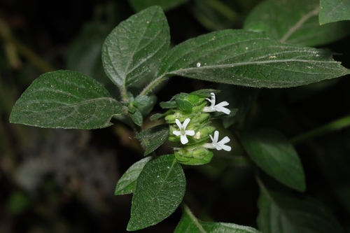Image of Phaulopsis imbricata by (c) Dylan Leonard, some rights reserved (CC BY-SA)