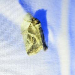Diastema cnossia