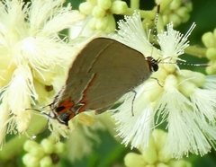 Electrostrymon hugon