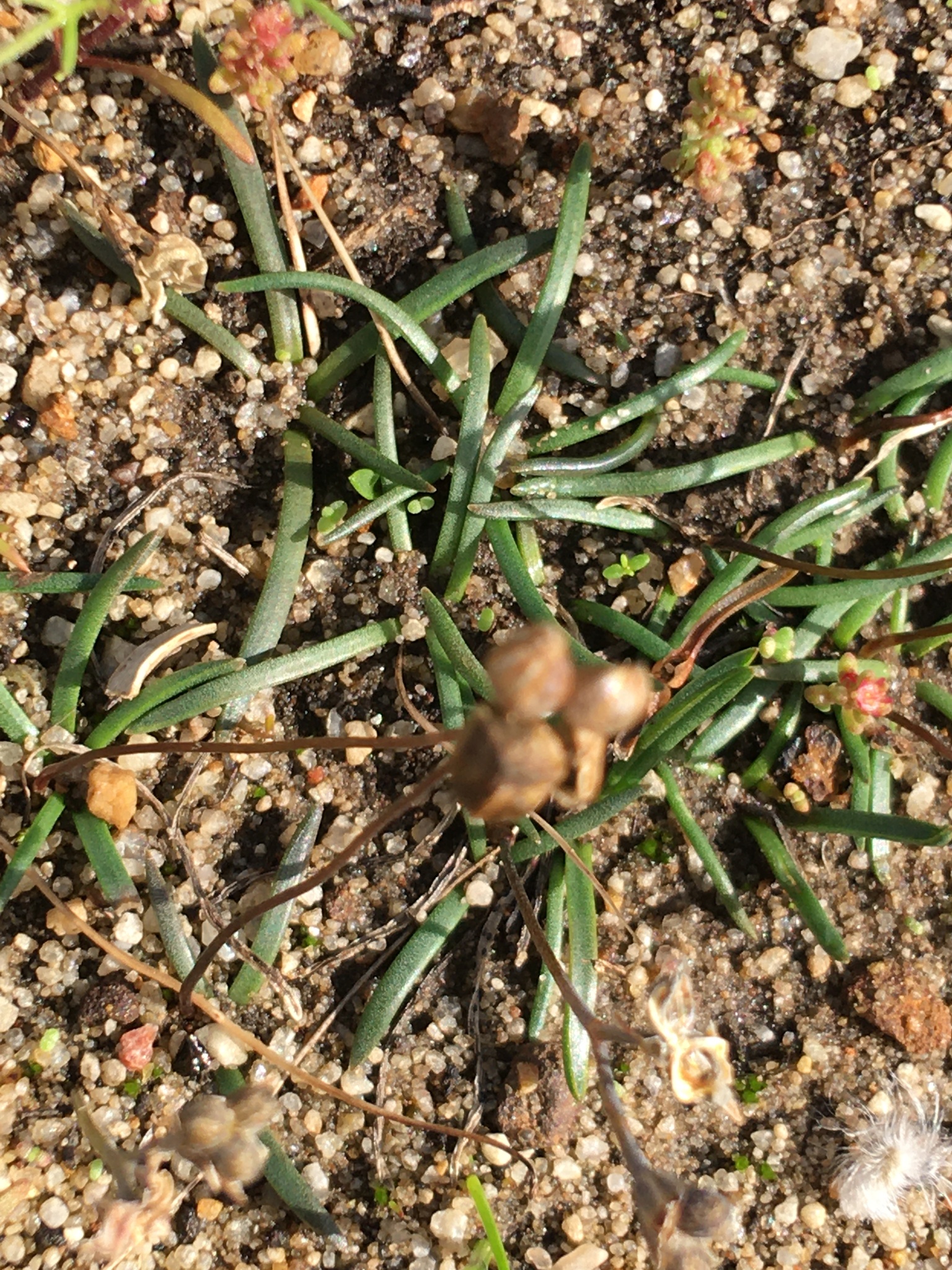 Austronea virens