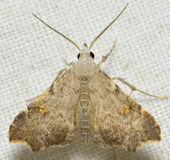 Redectis pygmaea