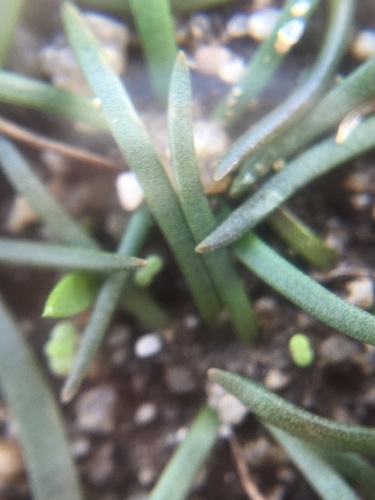 Austronea virens