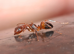 Camponotus subbarbatus