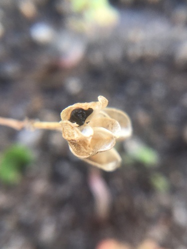 Austronea virens