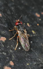 Elachiptera