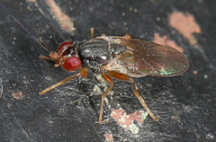 Elachiptera