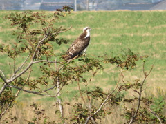 Pandion haliaetus