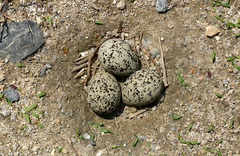 Charadrius alexandrinus