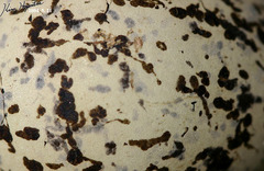 Charadrius alexandrinus