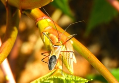 Zelus grassans